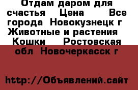 Отдам даром для счастья. › Цена ­ 1 - Все города, Новокузнецк г. Животные и растения » Кошки   . Ростовская обл.,Новочеркасск г.